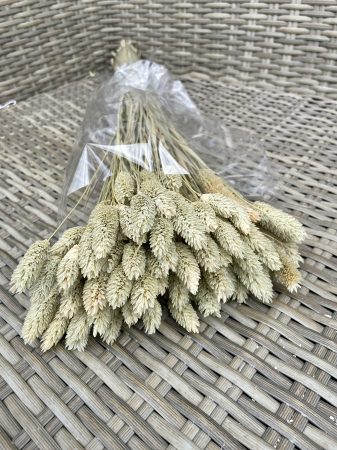 Phalaris - Phalaris natural