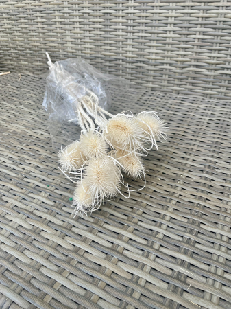 Cardi Palustri - Cardi palustri vopsit alb-ivoire