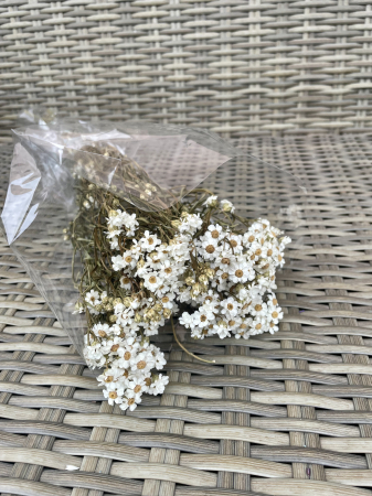 FLORI SI PLANTE USCATE - Ixodia alba