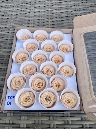 TRANDAFIRI CRIOGENATI-ROSEAMOR - TOFF-01