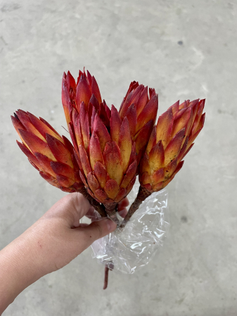 Flori si plante uscate - PROTEA ORANGE