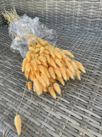 Lagurus - Lagurus portocaliu mediu