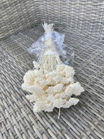 Achileea - Achileea ALBA
