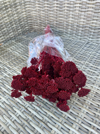 Achileea - Achilleea bordeaux/grena
