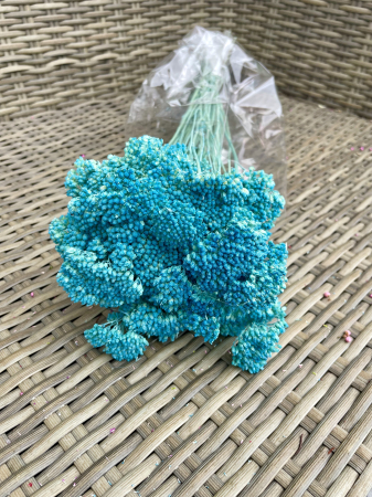 Achileea - Achilleea Celeste