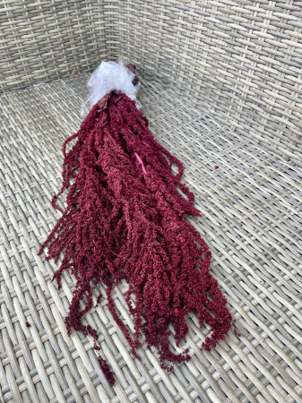 Amaranthus - Amaranthus Grena criogenat