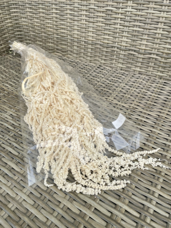 Amaranthus - Amaranthus Ivoire criogenat