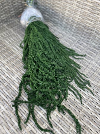 Amaranthus - Amaranthus Verde criogenat