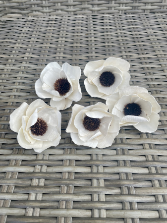 Shola - Anemone Duble Shola 6-8 cm, pachet 5 capete