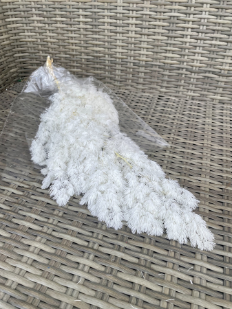 FLORI SI PLANTE USCATE - Asparagus ming Alb