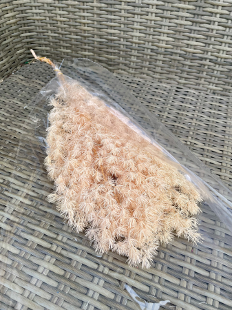 FLORI SI PLANTE USCATE - Asparagus ming light peach