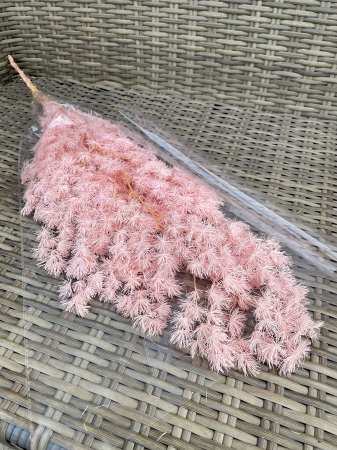 FLORI SI PLANTE USCATE - Asparagus ming Roz