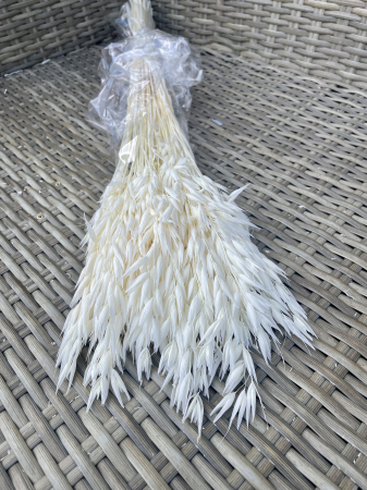 Avena - Avena alba