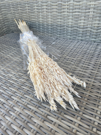 Avena - Avena ivoire