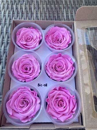 Dimensiune LL+ - BIC-08,marime LL+