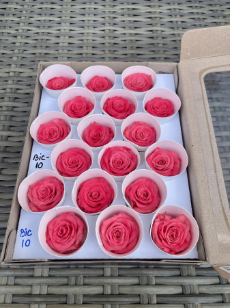 Dimensiune XS - BIC-10, marime XS