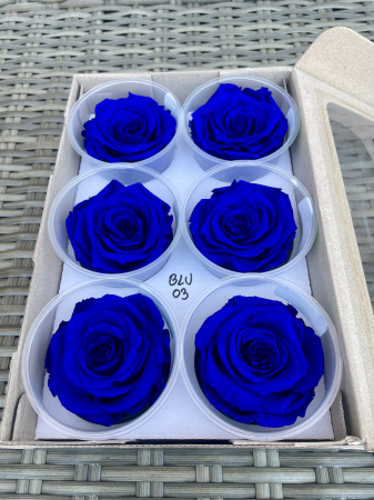 TRANDAFIRI CRIOGENATI-ROSEAMOR - BLU-03,marime LL+