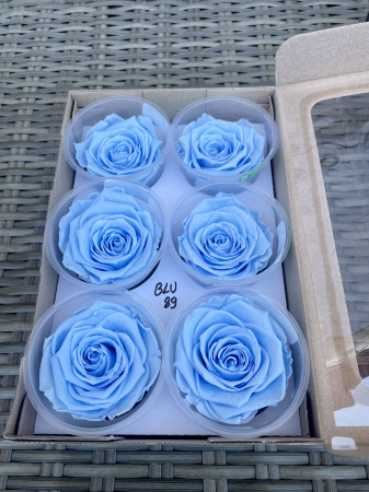 TRANDAFIRI CRIOGENATI-ROSEAMOR - BLU-89, marime LL+