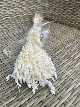 Briza - Briza extra alba