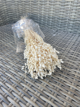 Briza - Briza maxima alba/ivoire