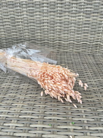 Briza - Briza maxima LIGHT PEACH