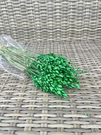 Briza - Briza maxima verde smarald