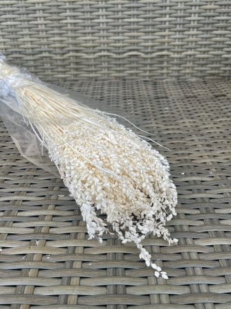 FLORI SI PLANTE USCATE - Briza minima alb/ivoire