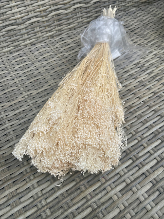 FLORI SI PLANTE USCATE - Broom Bloom crem