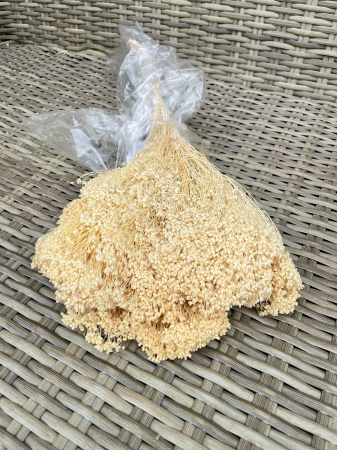 Broom Bloom - Broom Bloom crem