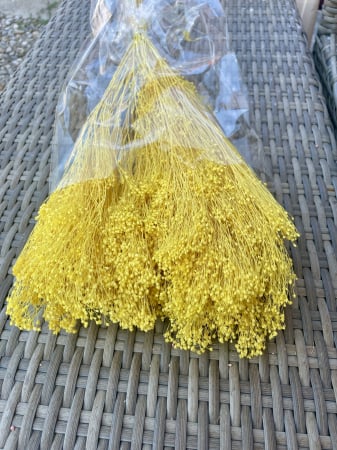 Broom Bloom - Broom Bloom galben