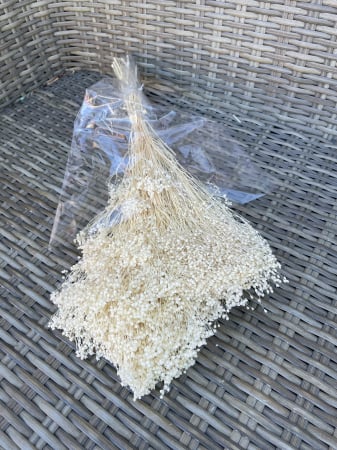 Broom Bloom - Broom bloom Ivoire