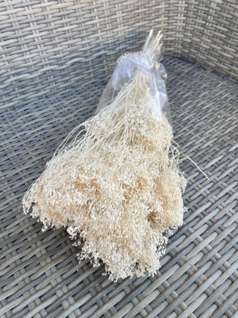 Broom Bloom - Broom bloom Ivoire