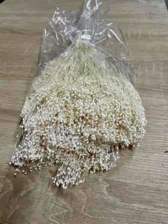 Broom Bloom - Broom bloom Ivoire