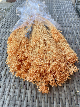 Broom Bloom - Broom bloom light peach