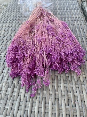 Broom Bloom - Broom bloom lila