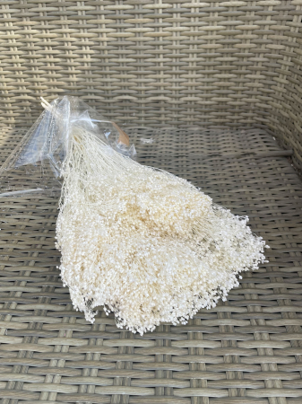 FLORI SI PLANTE USCATE - Broom bloom Premium Alb