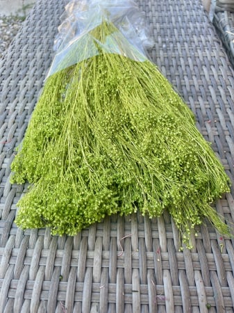Broom Bloom - Broom Bloom verde deschis