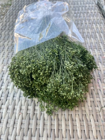 FLORI SI PLANTE USCATE - Broom Bloom verde inchis