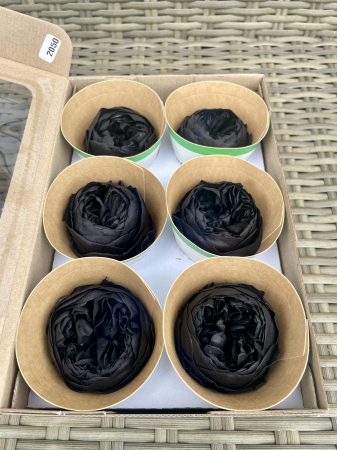 TRANDAFIRI CRIOGENATI-ROSEAMOR - Bujori NK BLA-01