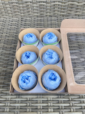 TRANDAFIRI CRIOGENATI-ROSEAMOR - Bujori NK BLU-89