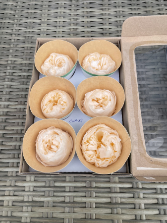 BUJORI NIKI - Bujori NK CHA-89