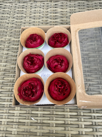 BUJORI NIKI - Bujori NK PIN-02