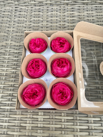 BUJORI NIKI - Bujori NK PIN-03