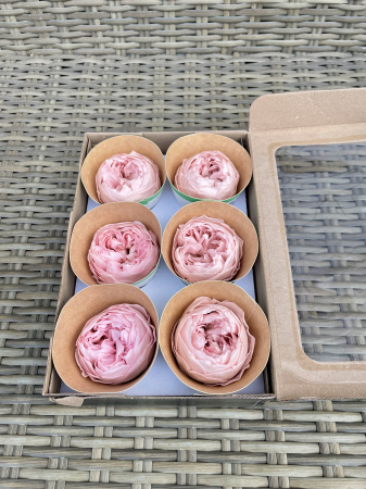 TRANDAFIRI CRIOGENATI-ROSEAMOR - Bujori NK PIN-04