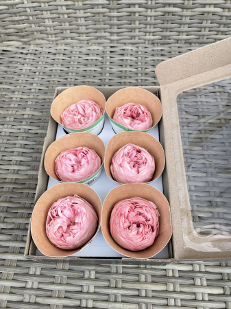 Bujori NK PIN-06 [1]