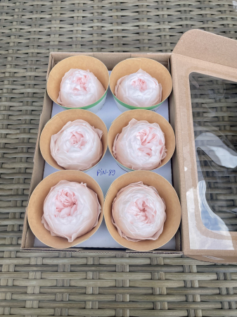 TRANDAFIRI CRIOGENATI-ROSEAMOR - Bujori NK PIN-89