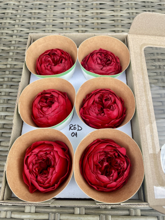 BUJORI NIKI - Bujori NK RED-01