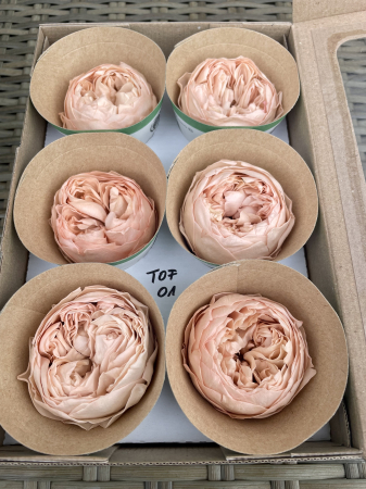 BUJORI NIKI - Bujori NK TOFF-01