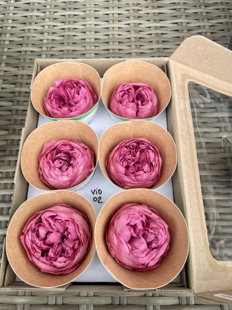 BUJORI NIKI - Bujori NK VIO-02