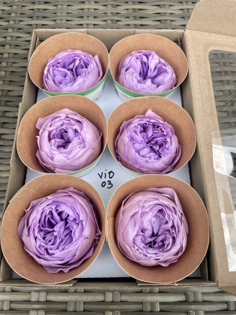 BUJORI NIKI - Bujori NK VIO-03